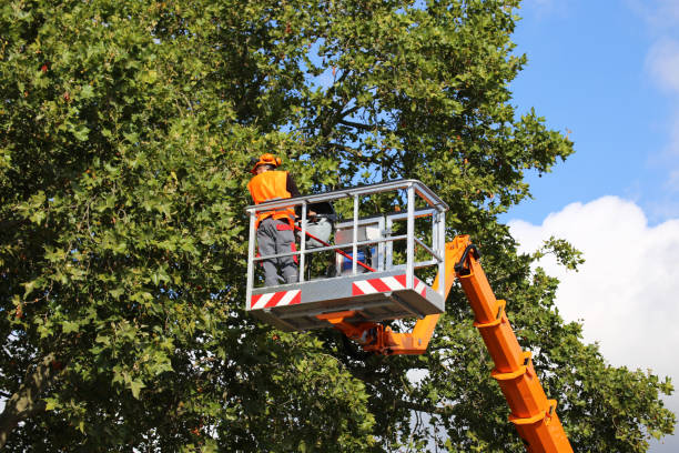 Best Hedge Trimming  in Marriott Slaterville, UT