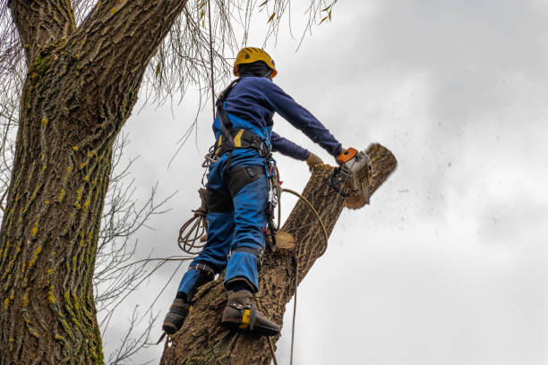 Best Hazardous Tree Removal  in Marriott Slaterville, UT