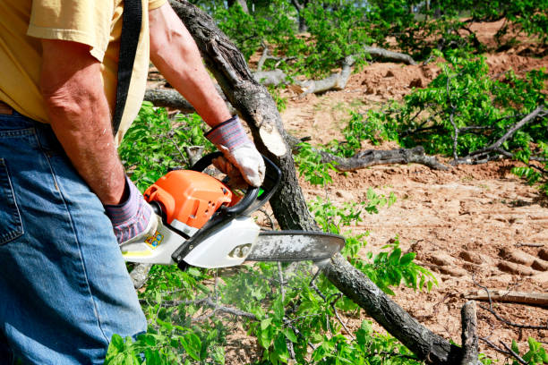 Best Tree Mulching  in Marriott Slaterville, UT